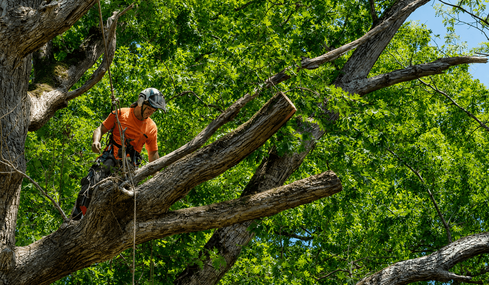 Tree service crew completing professional tree work in Southern New Mexico